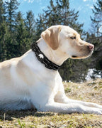 Joytale Airtag Dog Collar, Dual D-Rings, Waterproof Reflective Pet Collar - Image 8