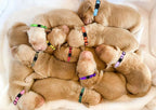 Puppy Collars for Litter, Puppy Collars for Small Puppies Soft Nylon Safety - Image 7