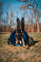 Better Sporting Dogs Agility Course Backyard Set - Image 7