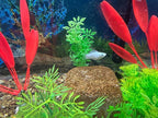 Aquarium Stone for Natural Water Clarification and Odor Removal Featuring - Image 6