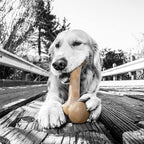 Pet Qwerks Dinosaur BarkBone - Image 3