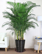 2 Pack of 16 17 inch Plant Saucer, 2.3" Depth, Plant Trays - Image 5