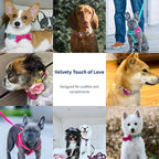 Blueberry Pet Valentines Day Dog Collar - Image 4