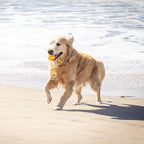 Hyper Pet Tennis Balls for Dogs Interactive Dog Toys work - Image 8