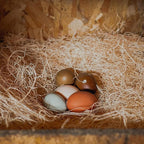 Eaton Pet and Pasture, Premium Laying Hen Nesting Pads, USA Grown & Sustainably - Image 6