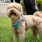 AIITLE Step in Dog Harness and Leash Set - Image 6