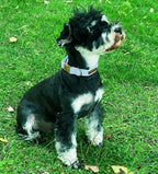 Unique Style Paws Blue Stripe Dog Collar Metal Buckle Gift Cute Collar - Image 3