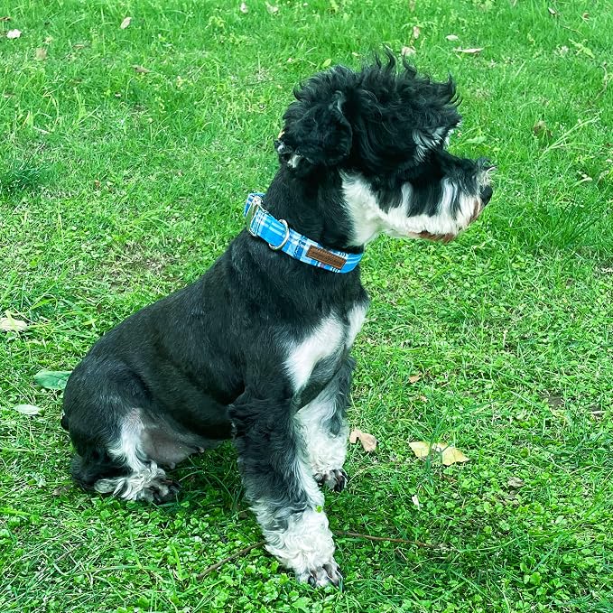 Unique style paws Dog Collar Metal Buckle Blue Plaid Durable Cute Puppy Collar - Image 4