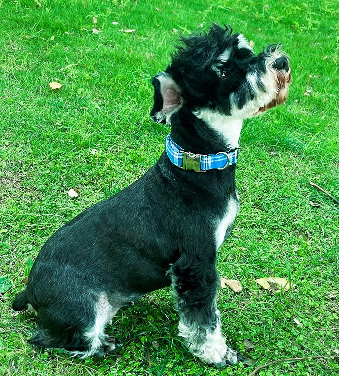 Unique style paws Dog Collar Metal Buckle Blue Plaid Durable Cute Puppy Collar - Image 3